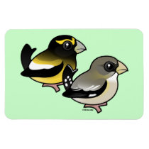 Evening Grosbeak pair Magnet