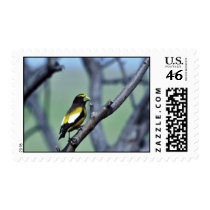 Evening Grosbeak Postage Stamp