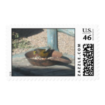 Evening Grosbeak postage
