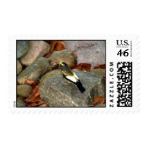 Evening Grosbeak Postage Stamp