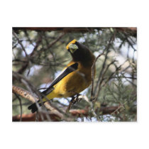 Evening Grosbeak Post Cards