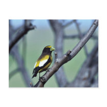 Evening Grosbeak Post Card