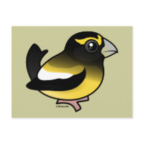 Evening Grosbeak Post Card