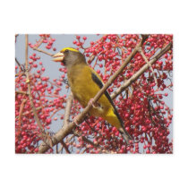 Evening Grosbeak postcard