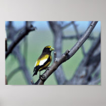 Evening Grosbeak Posters