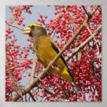 Evening Grosbeak Poster posters