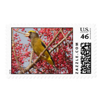 Evening Grosbeak stamp