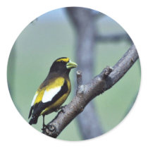 Evening Grosbeak Round Sticker