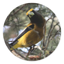 Evening Grosbeak Round Sticker