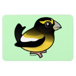 Evening Grosbeak male Photo Magnet