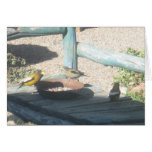 Evening Grosbeaks cards