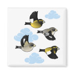 Evening Grosbeaks in flight Square Magnet