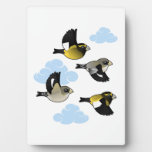 Evening Grosbeaks in flight Photo Plaque