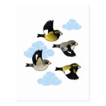 Evening Grosbeaks in Flight Postcards
