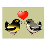 Evening Grosbeaks in love Postcard