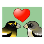 Evening Grosbeaks in love Postcard