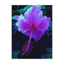 Evening Hibiscus postcards