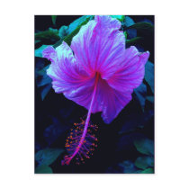 Evening Hibiscus postcards by Koala_D Evening Hibiscus postcards