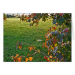 Evening in Sunlight Greeting Card