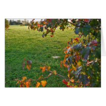 Evening in Sunlight cards
