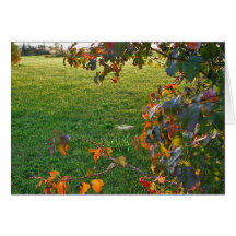 Evening in Sunlight Greeting Card