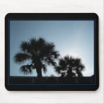 Evening Palms Evening Palms