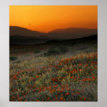 Evening Poppies Poster