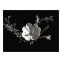 evening primrose_36x posters by Vaughnfu evening primrose_36x posters