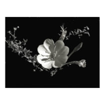 evening primrose_36x posters by Vaughnfu evening primrose_36x posters