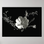 evening primrose_36x posters