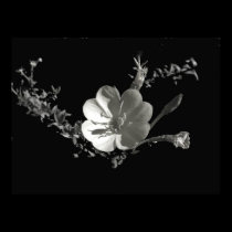 evening primrose_36x posters