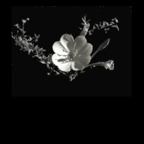 evening primrose_36x t-shirts