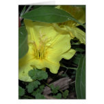 Evening Primrose Cards