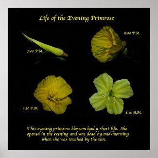 Evening Primrose print