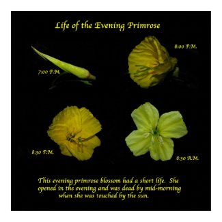 Evening Primrose print