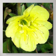 Evening Primrose Poster