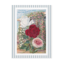 Ever-Blooming Roses Vintage Art Postcard