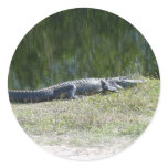 Everglades - aligator sticker