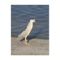 Everglades bird postcards by pfdesign Everglades bird postcards