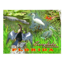 Everglades National Park, Florida Post Cards