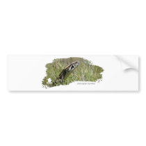 Everglades Pythons 02 Bumper Stickers