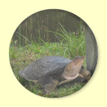 Everglades Turtle magnets