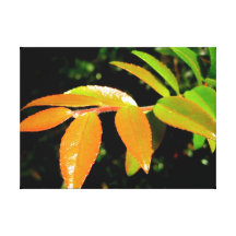 Evergreen Huckleberry Gallery Wrapped Canvas