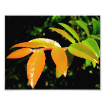 Evergreen Huckleberry Photo