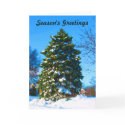 Evergreen in Winter card