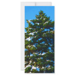 Evergreen in Winter Full Color Rack Card