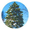 Evergreen in Winter sticker