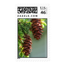 Evergreen Pinecones US Postage Stamp