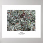 Evergreen Print