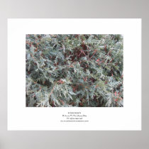 Evergreen Print